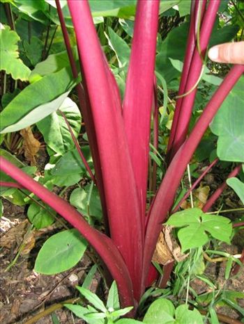 Colocasia sangria